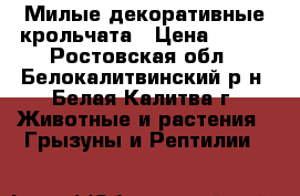 Милые декоративные крольчата › Цена ­ 500 - Ростовская обл., Белокалитвинский р-н, Белая Калитва г. Животные и растения » Грызуны и Рептилии   